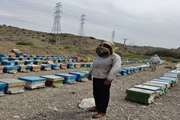 نظارت بهداشتی کارشناسان دامپزشکی میناب بر زنبورستان های فعال این شهرستان همزمان با فصل آغاز جابجایی کندوهای زنبورعسل 